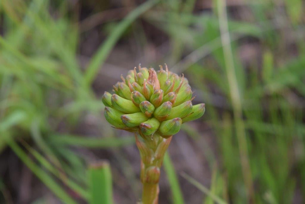 19 Aloe linaerifolia