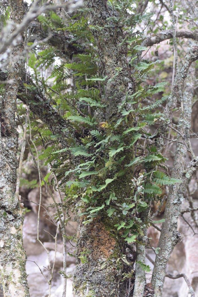 Pleopeltis polypodioides.