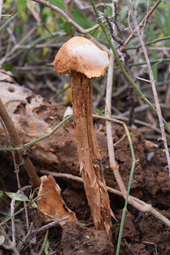 DSC_8483 Mushroom
