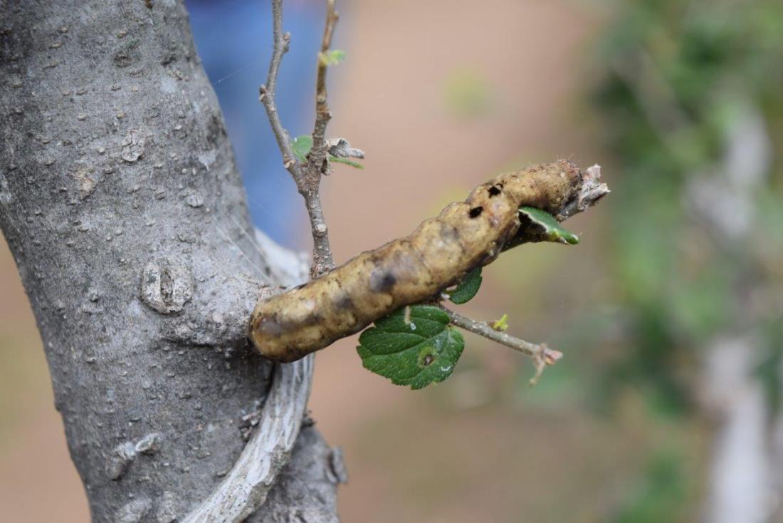 DSC_8532 wasp parasitised caterpillar