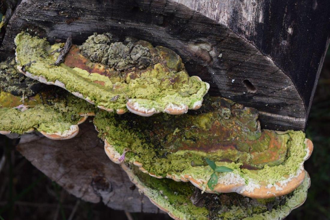DSC_8533 bracket fungi with green algae