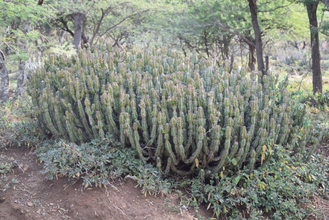 DSC_8542 Euphorbia pseudocactus