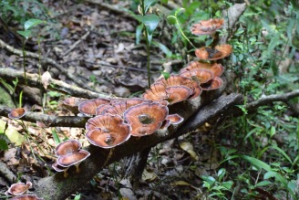 DSC_9211 fungi